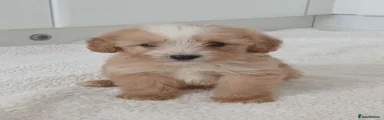 Cockapoo 1