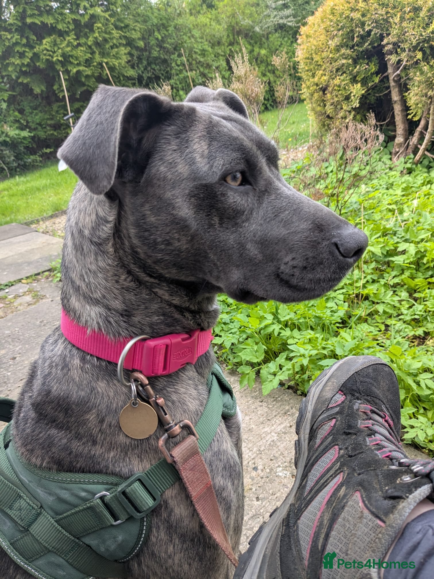 Mixed Breed dogs Bonnie - Advert 1