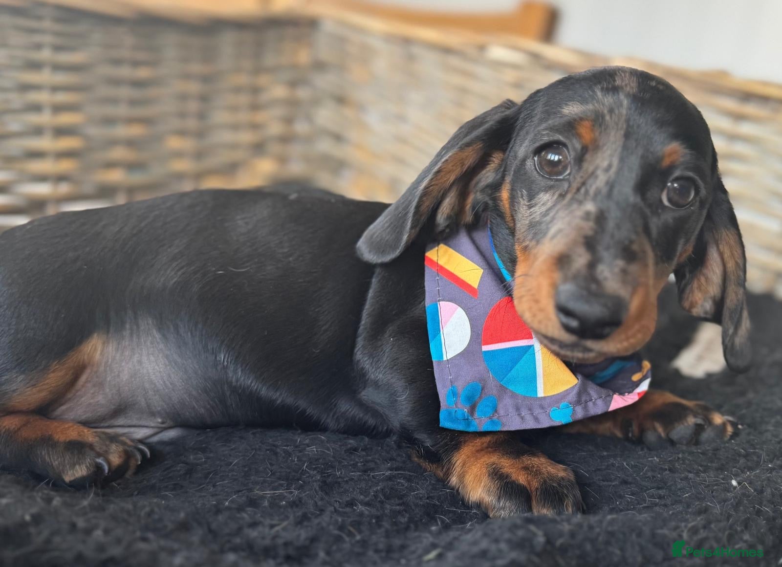 Miniature Dachshund dogs 🐾Ready to go!!! Reduced KC, Puppies.🐾 - Advert 3