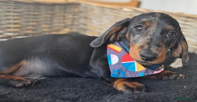 Miniature Dachshund dogs - Advert 9