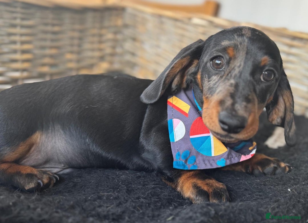 Miniature Dachshund dogs for sale: 🐾Ready to go!!! Reduced KC, Puppies.🐾 - Image 2