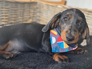 Miniature Dachshund dogs - Advert 2