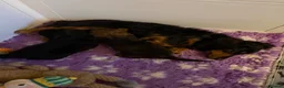 Miniature Dachshund dogs for sale: Miniature Longhaired Dachshunds  - Advert 12