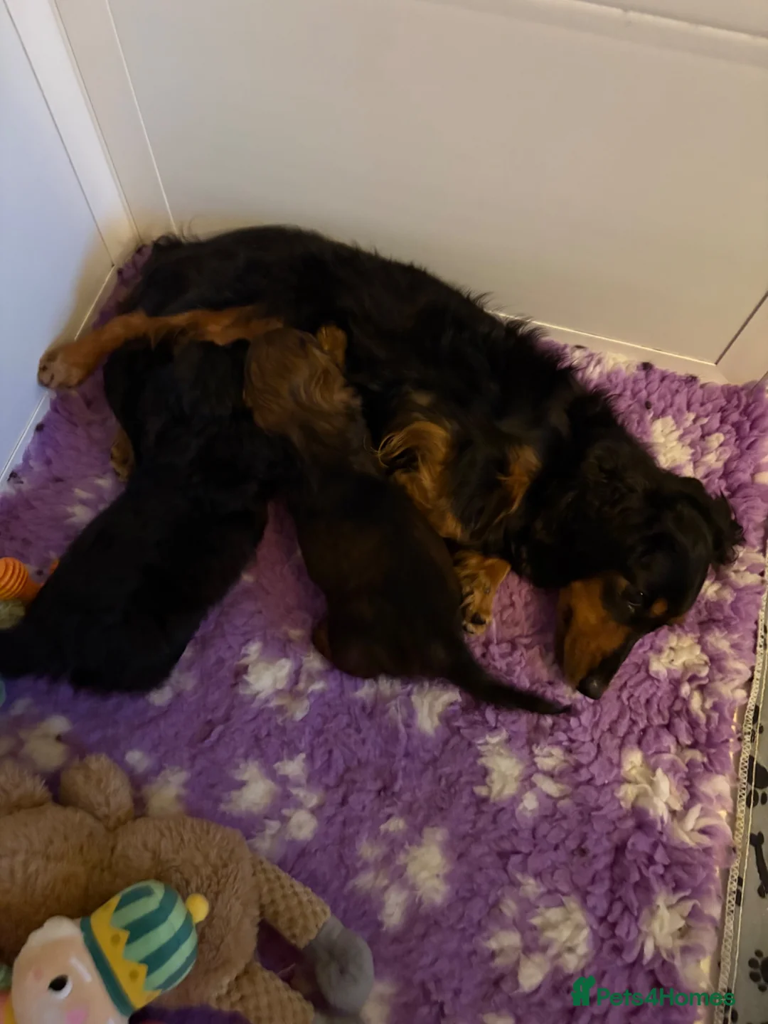 Miniature Dachshund dogs for sale: Miniature Longhaired Dachshunds  - Advert 12