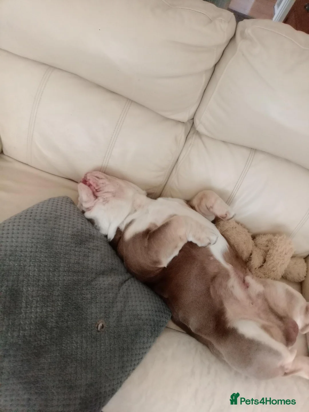 English Bulldog dogs for stud: English bulldog Adonis  in Chorley - Advert 4