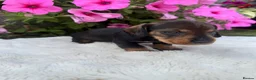 Dachshund dogs for sale: Standard wire haired dapple dachshund  in Worcester - Advert 25
