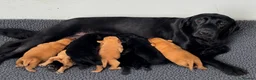 Labrador Retriever dogs for sale: KC Labradors, Black & Fox Red  - Advert 7