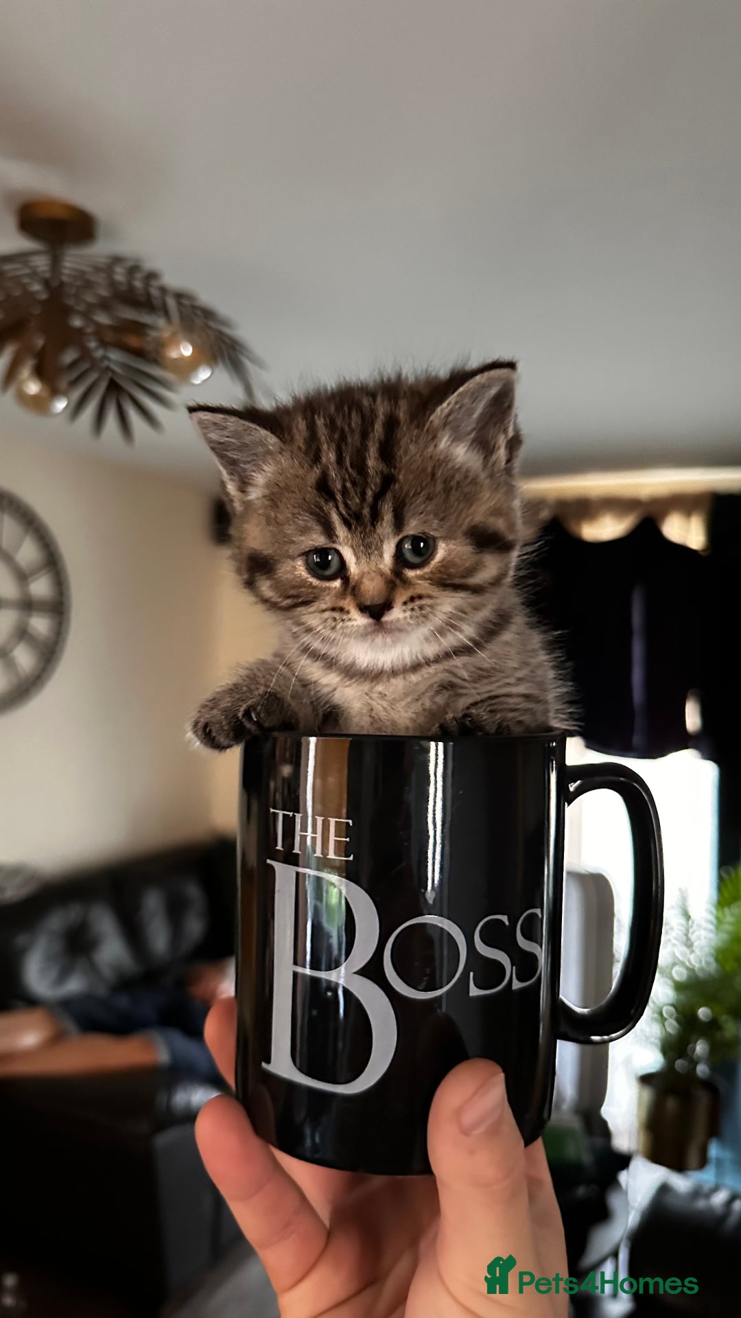 Scottish Fold cats for sale: For sale: five Scottish Kittens  - Image 4