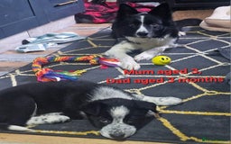Border Collie dogs for sale: Border Collie Puppies - Image 7