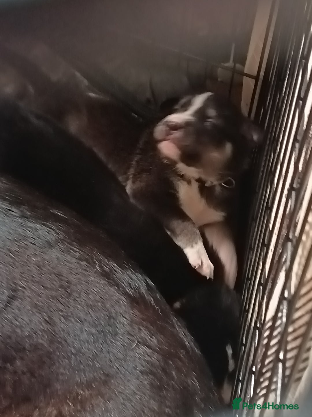 Mixed Breed dogs for sale: Husky mix Labrador  - Advert 11