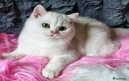 British Shorthair cats for sale: GOLDEN & SILVER BRITISH SHORTHAIR KITTENS TICA - Image 3