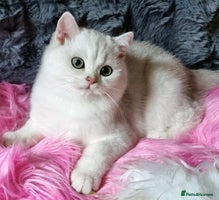 British Shorthair cats - Advert 6