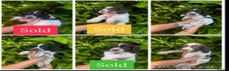 Sproodle dogs for sale: Sproodle puppies for sale  - Advert 8