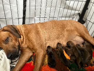 Rhodesian Ridgeback dogs litter born 1/12/25 - Advert 9