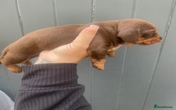 Dachshund dogs for sale: Dachshund puppies  - Image 4