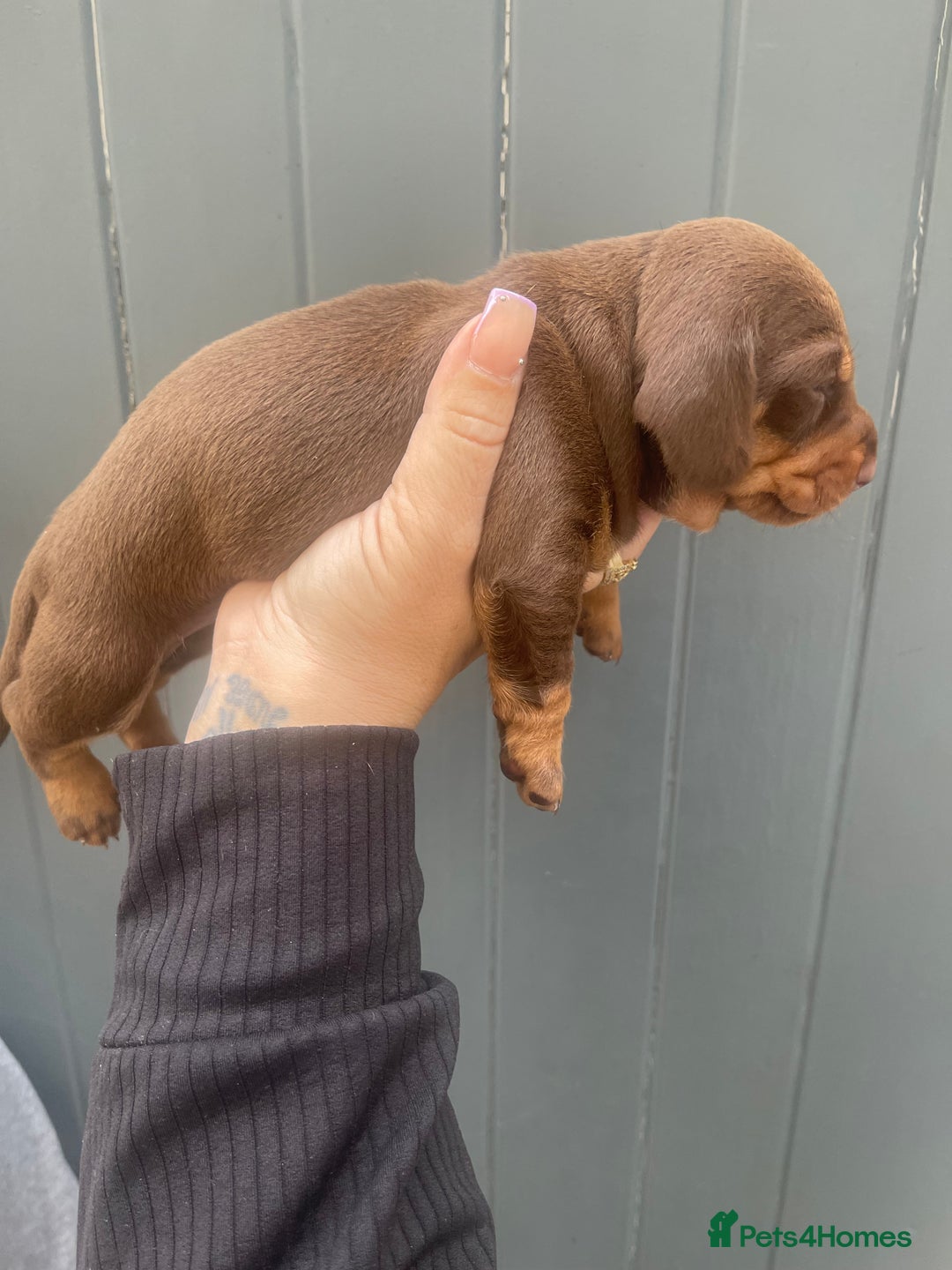 Dachshund dogs for sale: Dachshund puppies  - Image 4