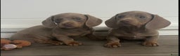 Miniature Dachshund dogs for sale: Gorgeous Isabella and tan mini dachshunds  - Advert 1