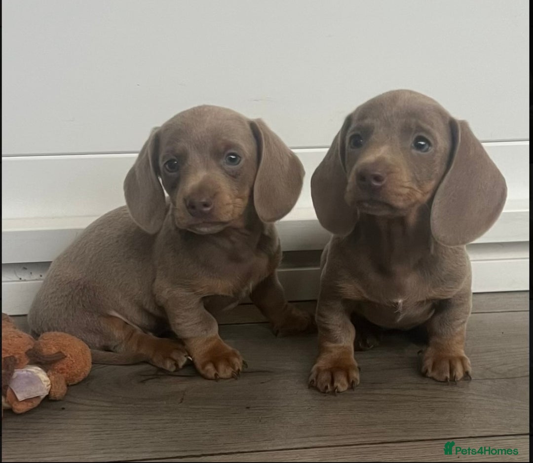 Miniature Dachshund dogs for sale: Gorgeous Isabella and tan mini dachshunds  - Advert 1