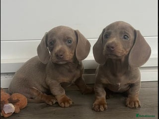 Miniature Dachshund dogs Gorgeous Isabella and tan mini dachshunds - Advert 4