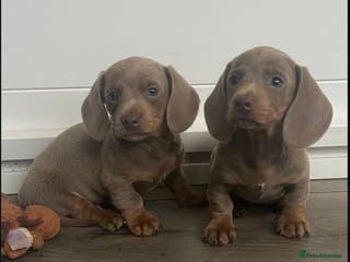 Miniature Dachshund dogs Gorgeous Isabella and tan mini dachshunds - Advert 4