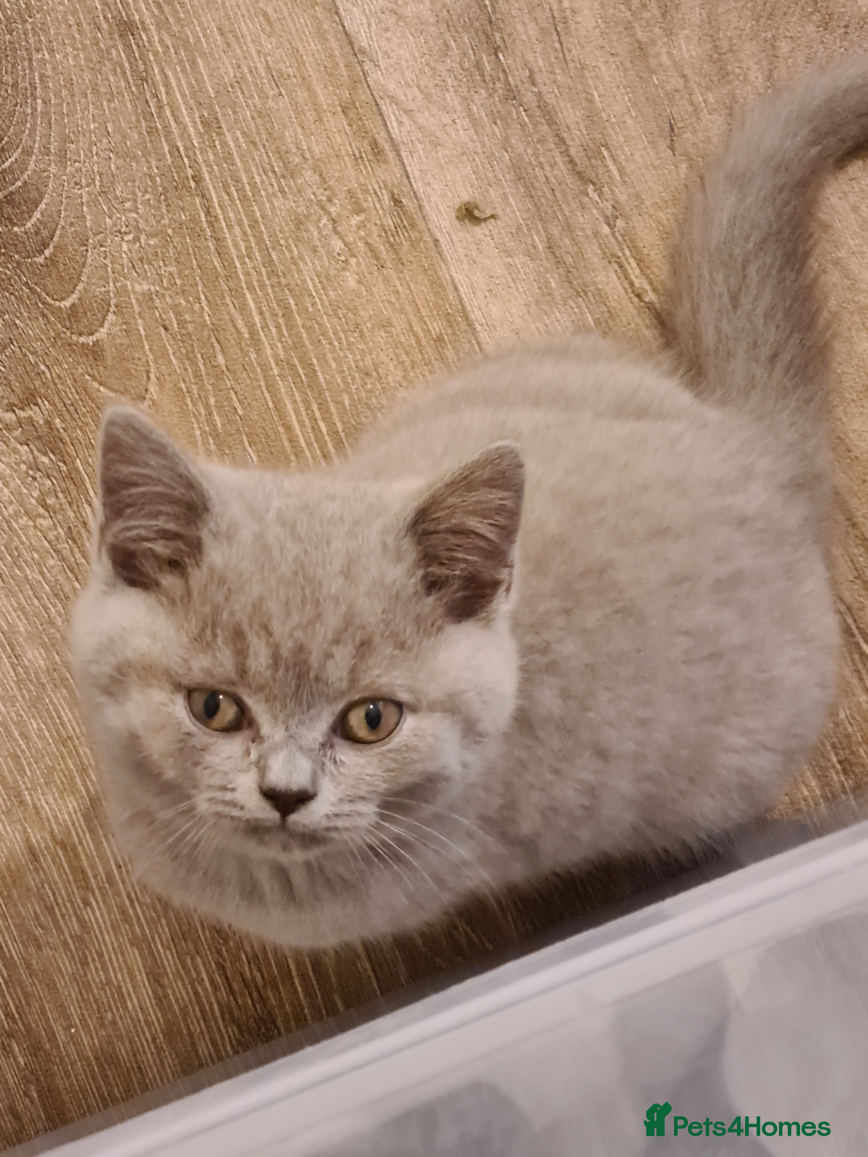 British Shorthair cats GORGEOUS LILAC BRITISH SHORTHAIR KITTENS - Advert 2