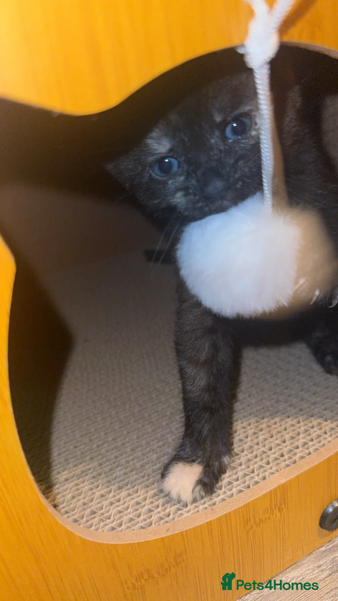 Mixed Breed cats for sale: 3 kittens for sale in Mitcham - Advert 8