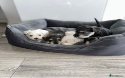 Miniature Schnauzer dogs for sale: 🐾 STUNNING KC REG MINIATURE SCHNAUZERS 🐾 - Image 11