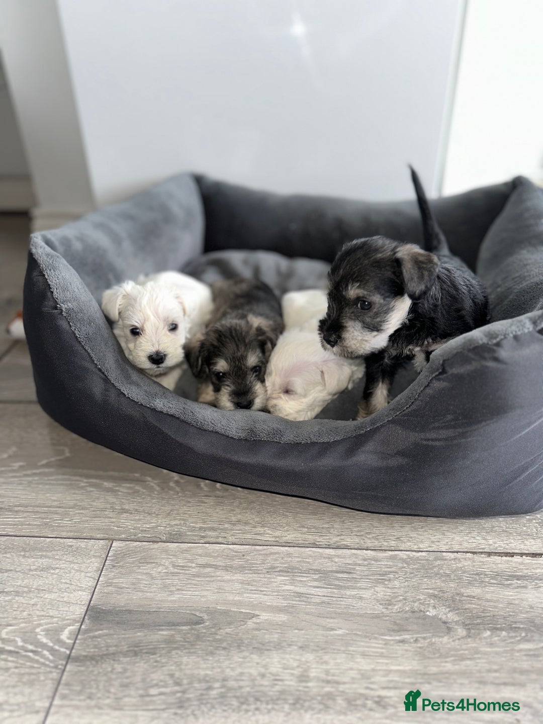 Miniature Schnauzer dogs for sale: 🐾 STUNNING KC REG MINIATURE SCHNAUZERS 🐾 - Image 11