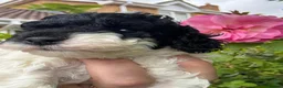 Cockapoo dogs for sale: Beautiful American cockapoo pups F1b - Advert 9