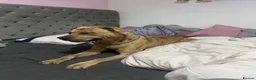 Mixed Breed dogs for sale: King simba  - Advert 2