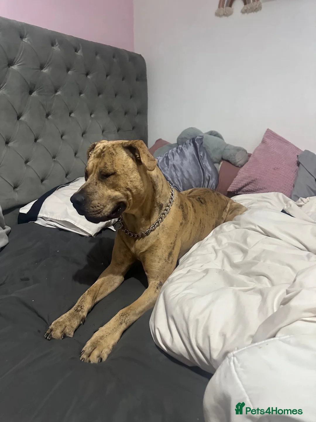 Mixed Breed dogs for sale: King simba  - Advert 2