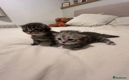 Scottish Fold cats for sale: 2 beautiful Scottish fold kittens  - Image 12