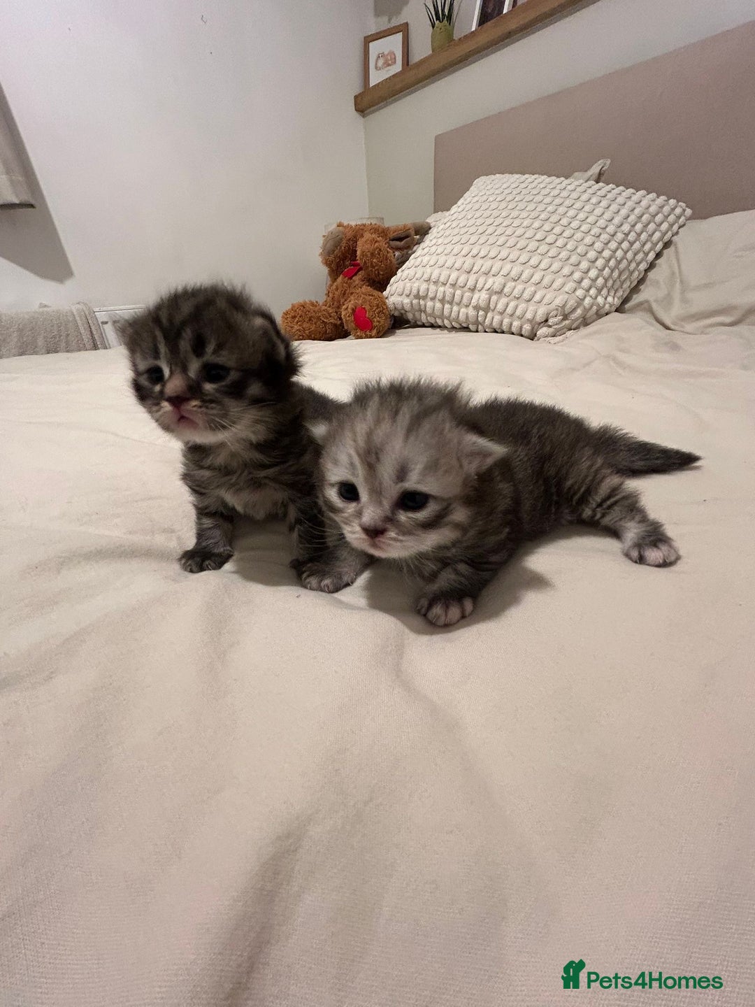 Scottish Fold cats for sale: 2 beautiful Scottish fold kittens  - Image 12