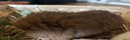 Guinea Pig rodents for sale: Sold Beautiful Swiss guinea pig brothers - Advert 8