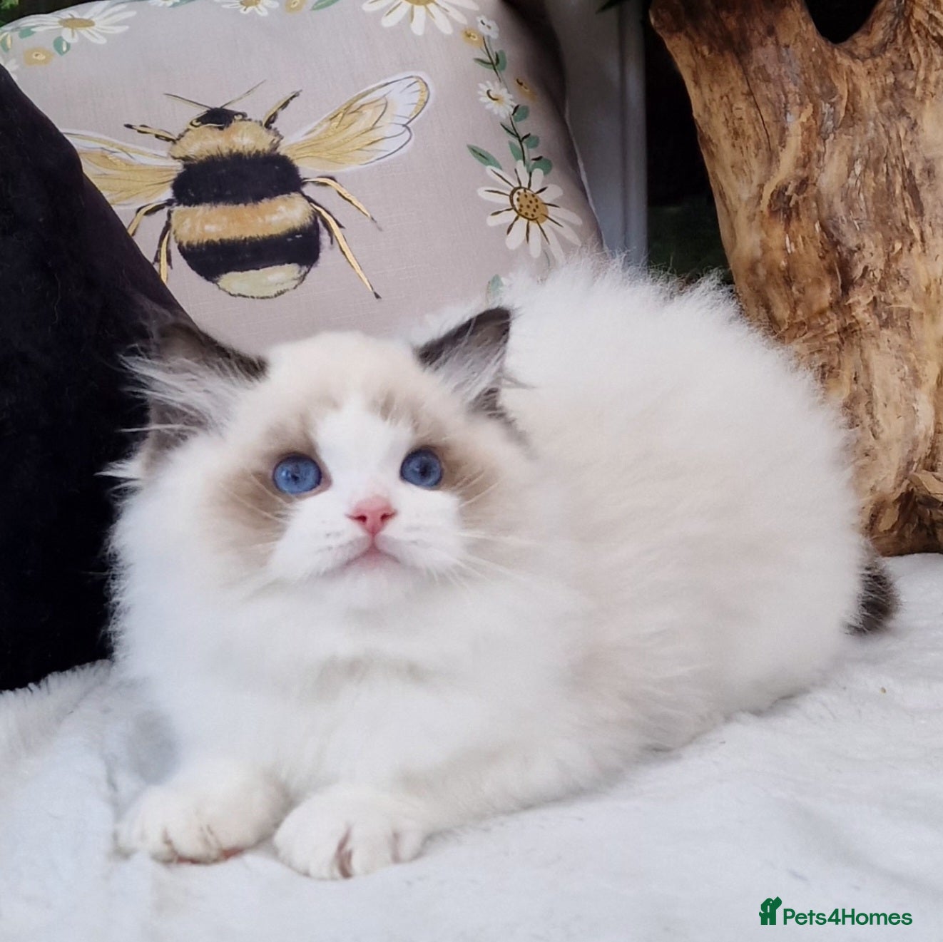 Ragdoll cats 🏆✨️Exclusive lovely kittens🏆parents🥇🐈 - Advert 2