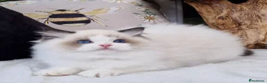 Mochi