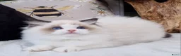 Ragdoll cats for sale: 🎀🐈Exclusive quality kittens🏆Champion parents🐈 - Advert 30