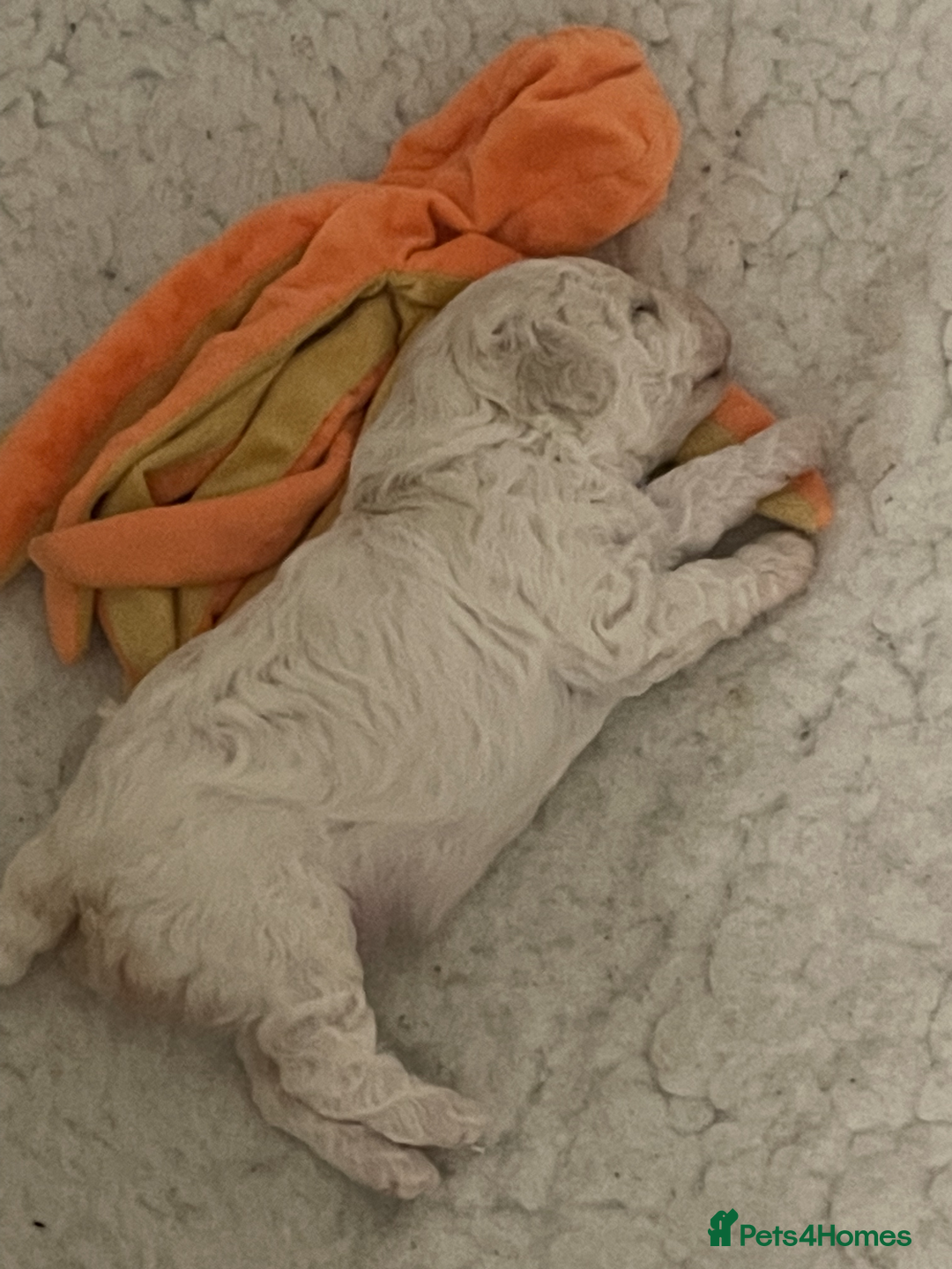 Miniature Poodle dogs for sale: Gorgeous Miniature Poodle puppies - Advert 8