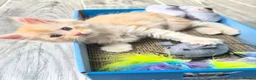 Maine Coon cats for sale: Beautiful main coon kittens for sale in Runcorn - Advert 33