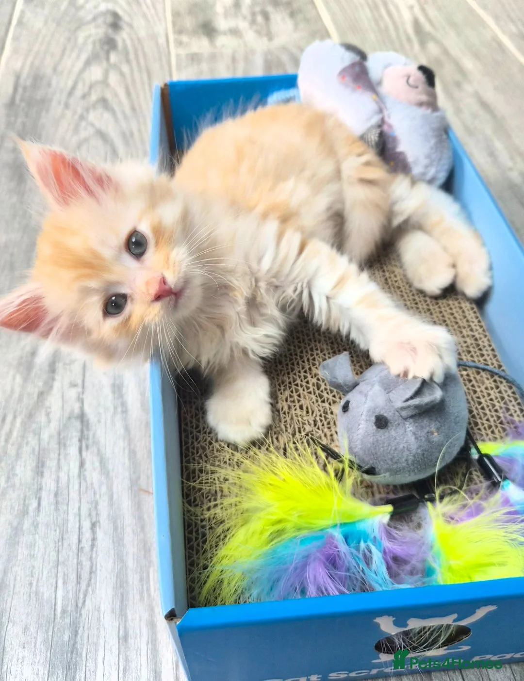 Maine Coon cats for sale: Beautiful main coon kittens for sale - Advert 31