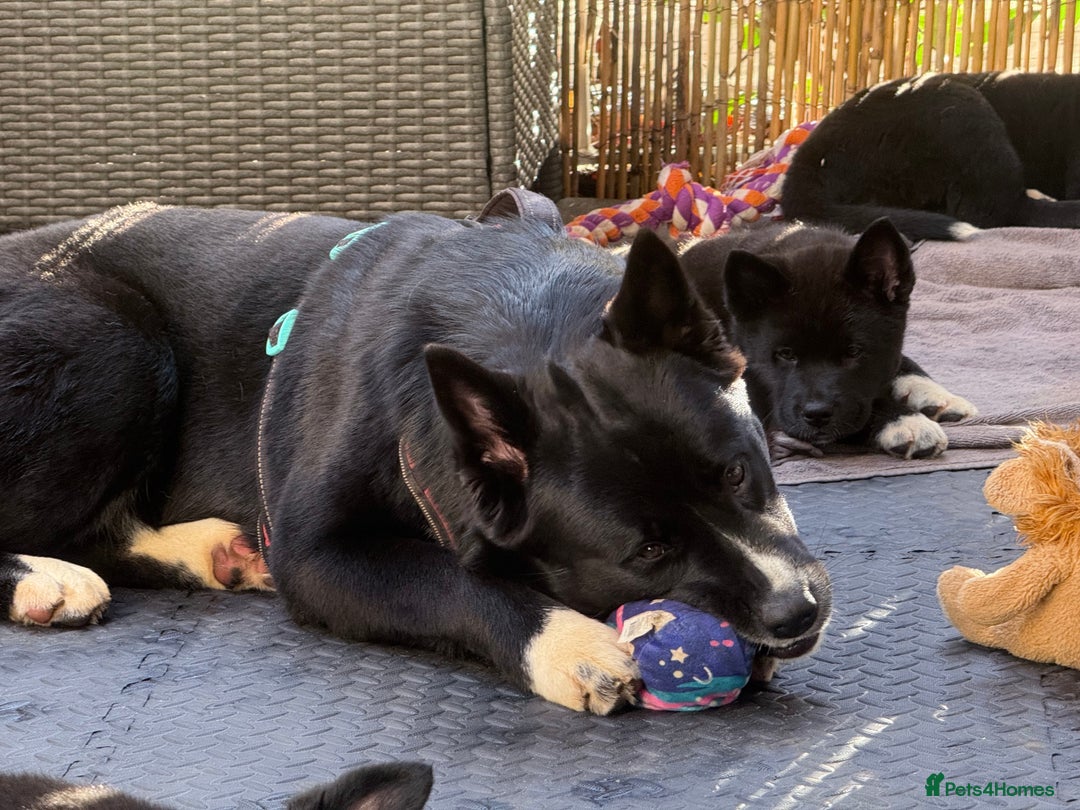 Akita dogs for sale: American Akita puppies - Advert 10