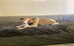 Whippet dogs for sale: Whippet puppies  - Image 9
