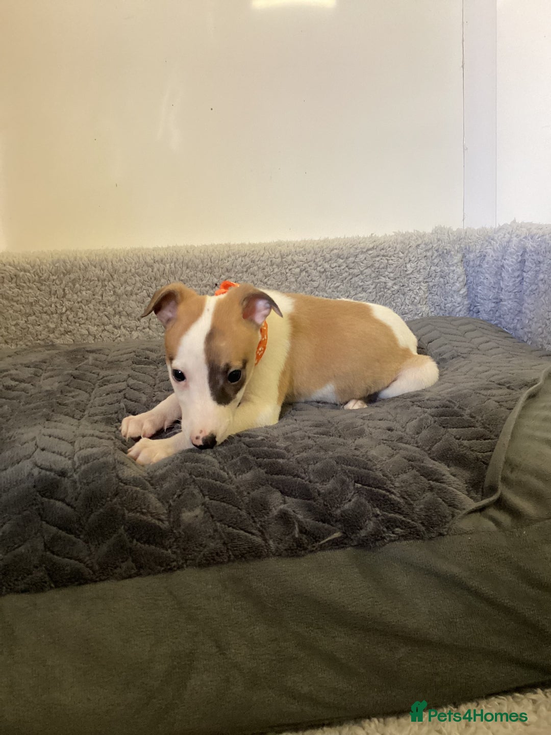 Whippet dogs for sale: Whippet puppies  - Image 9