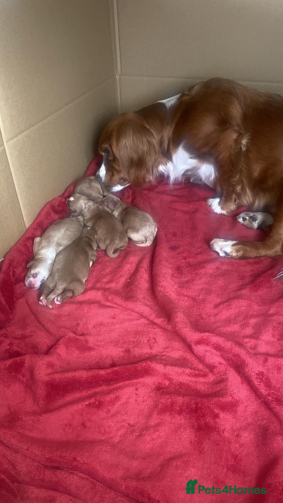 Mixed Breed dogs for sale: Adorable Family Raised Puppies Looking for Homes - Advert 6