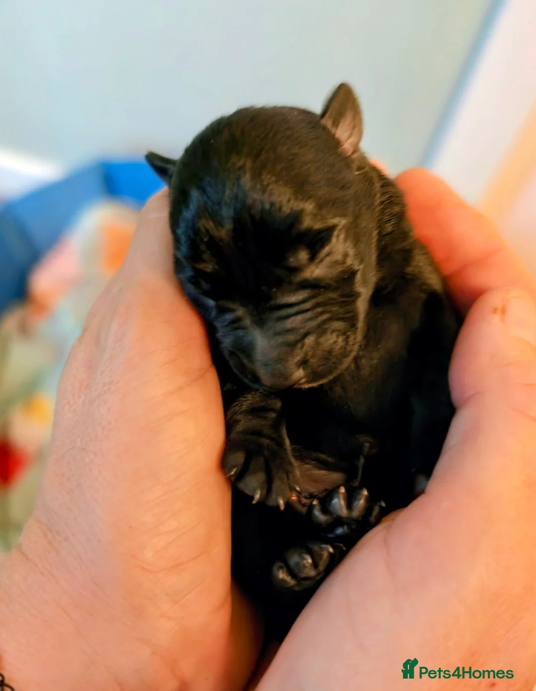 Scottish Terrier dogs for sale: Scottish terrier puppies  - Advert 2