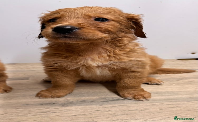 Golden Retriever dogs KC Reg Gold & Fox Red Golden Retriever puppies  - Advert 1