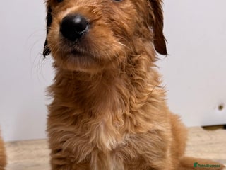 Golden Retriever dogs KC Reg Gold & Fox Red Golden Retriever puppies - Advert 4