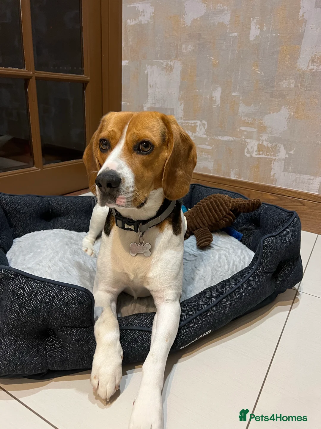 Beagle dogs for stud: Max beagle available for stud in Hemel Hempstead - Advert 5