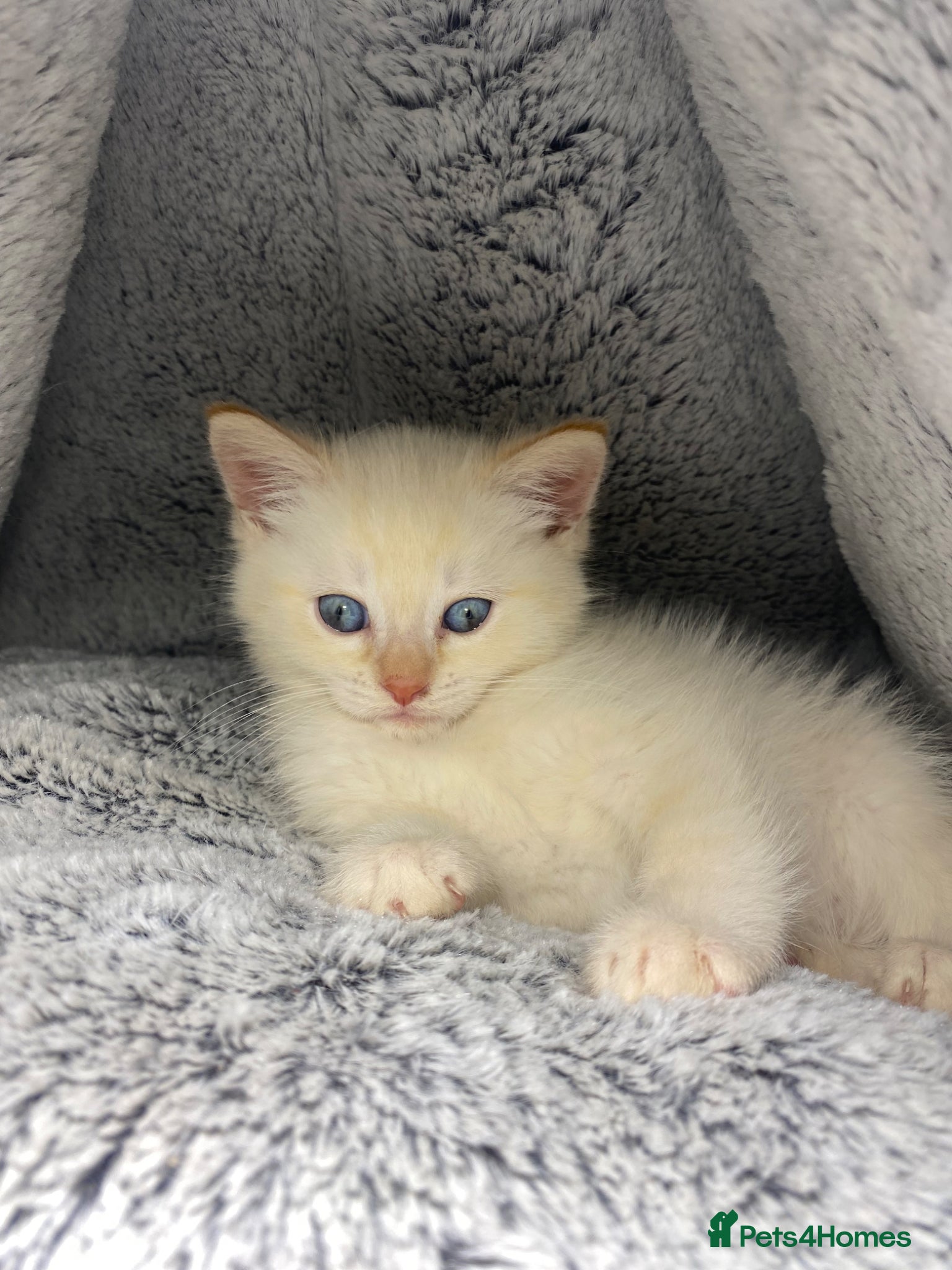 Siamese cats Adorable Flame Point Siamese Ready To Go Now🏡 - Advert 4