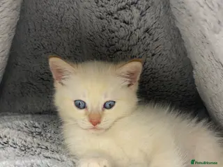 Siamese cats Adorable Flame Point Siamese Ready To Go Now🏡 - Advert 6